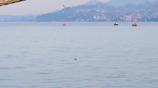 Primer Plano Del Delfín Saltando Desde Agua Azul Del Mar — Vídeo de stock