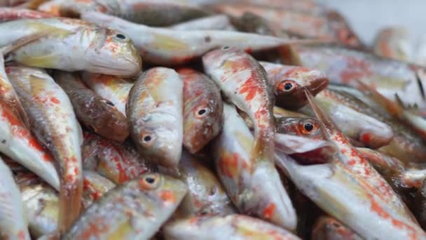 Diferentes Tipos Pescado Mar Venden Mercado — Vídeo de stock
