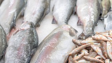 Deniz ürünleri pazarında buz üstünde taze balık..