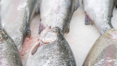 Deniz ürünleri pazarında buz üstünde taze balık..