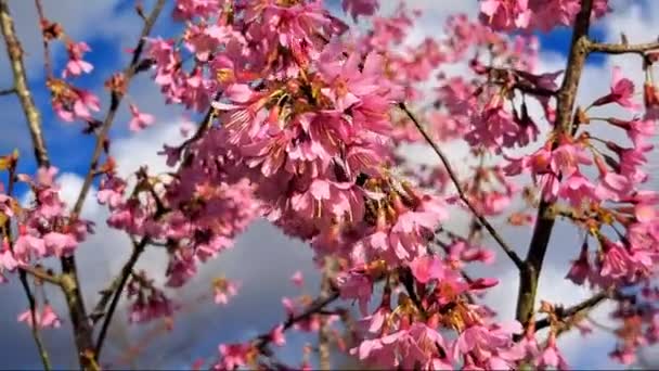 Árvores Rosa Florescendo Jardim Primavera Imagens Fullhd Alta Qualidade — Vídeo de Stock