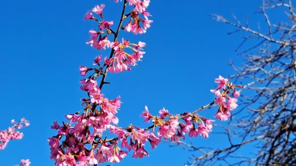 春天的花园里 开着粉红色的花 优质Fullhd影片 — 图库视频影像