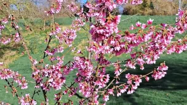 春に庭に咲くピンクの木が咲きました 高品質のフルHd映像 — ストック動画