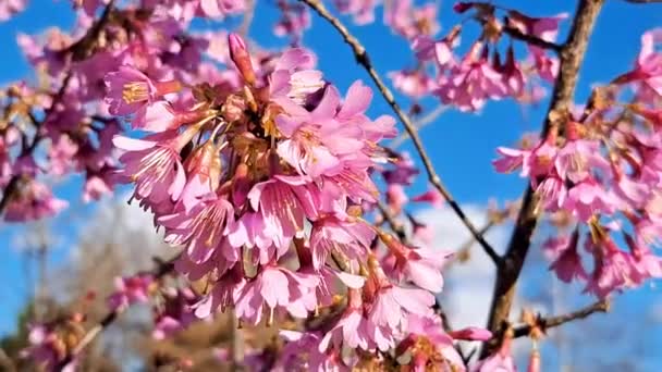 Różowe Kwitnące Drzewa Ogrodzie Wiosną Wysokiej Jakości Materiał Filmowy Fullhd — Wideo stockowe