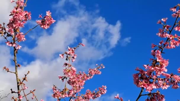 Różowe Kwitnące Drzewa Ogrodzie Wiosną Wysokiej Jakości Materiał Filmowy Fullhd — Wideo stockowe