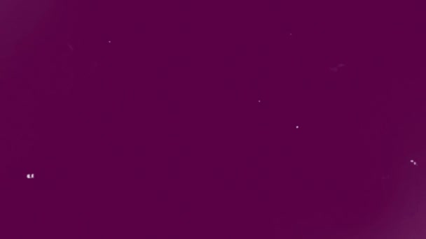 Яркий Пурпурный Фон Создает Почву Всплеска Летних Красок Вызывая Тепло — стоковое видео
