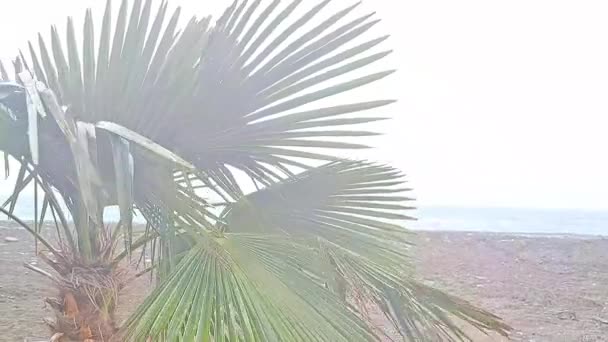 Tropikalne Dłonie Kołyszące Się Wietrze Burzliwą Pogodę Pobliżu Morza — Wideo stockowe