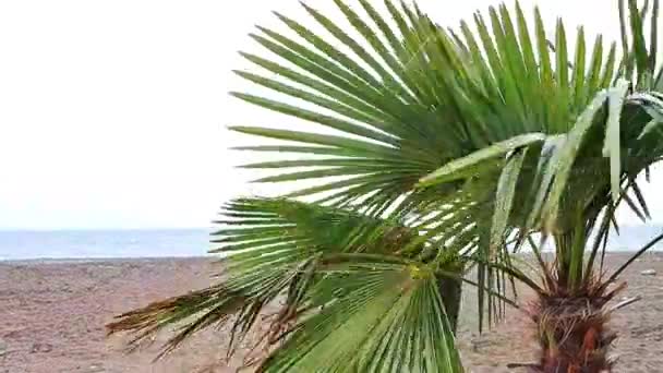 Tropical Palms Swaying Wind Stormy Weather Sea — Stock Video