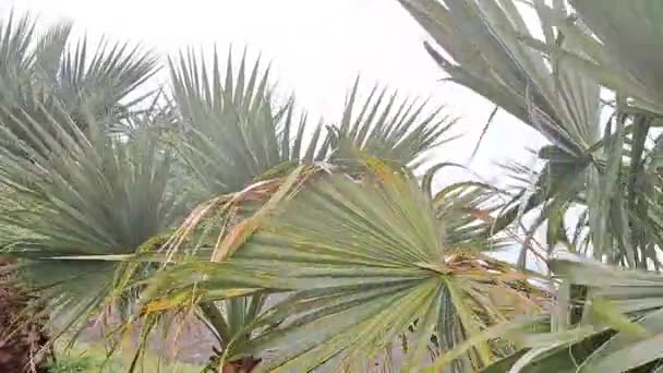 폭풍우가 날씨에 바람에 흔들리는 손바닥 — 비디오