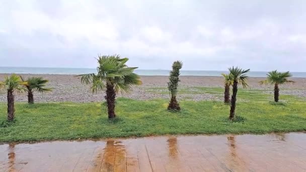 熱帯の手のひらは海の近くの嵐の天候で風に揺れている — ストック動画