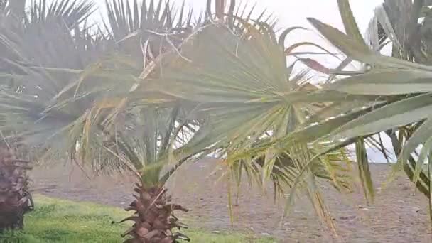 Pohon Palem Tropis Bergoyang Pada Angin Dalam Badai Cuaca Dekat — Stok Video