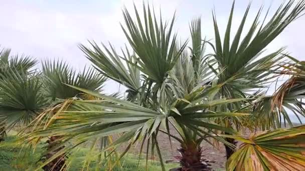 Tropické Palmy Kymácející Větru Bouřlivého Počasí Moře — Stock video