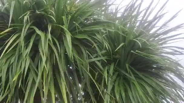 Tropical Palms Swaying Wind Stormy Weather Sea — Stock Video