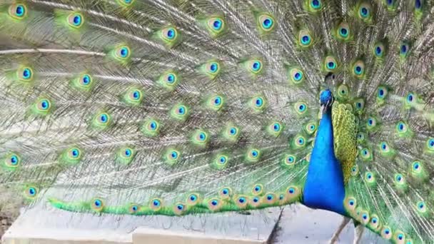 Tavus Kuşu Canlı Tüylerini Sergiliyor Yaz Hayvanat Bahçesi Ortamında Narsisizm — Stok video