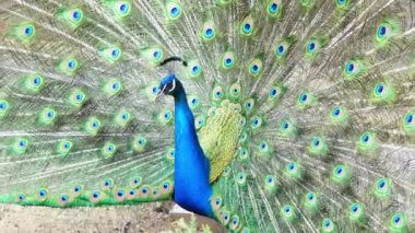 Tavus kuşu canlı tüylerini sergiliyor yaz hayvanat bahçesi ortamında, narsisizm 