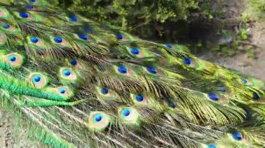 Tavus kuşu canlı tüylerini sergiliyor yaz hayvanat bahçesi ortamında, narsisizm 