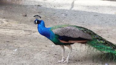 Tavus kuşu canlı tüylerini sergiliyor yaz hayvanat bahçesi ortamında, narsisizm 