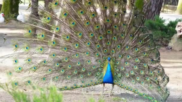 Peacock Flaunting Its Vibrant Plumage Summer Zoo Setting Narcissism — Stock Video