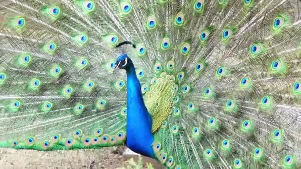 在夏季动物园的环境中 孔雀炫耀其充满活力的羽毛 — 图库视频影像