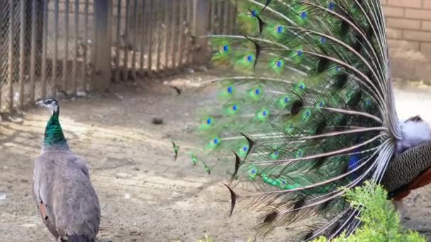 Páva Chlubící Svým Pulzujícím Peřím Letní Zoo Prostředí Narcisismus — Stock video