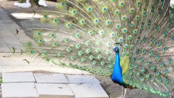 Pavão Ostentando Sua Plumagem Vibrante Cenário Jardim Zoológico Verão Narcisismo — Vídeo de Stock