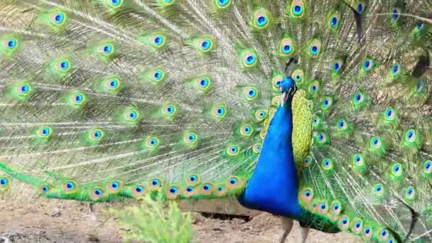 Peacock Flaunting Its Vibrant Plumage Summer Zoo Setting Narcissism — Stock Video
