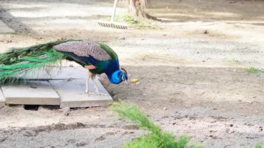 Tavus kuşu canlı tüylerini sergiliyor yaz hayvanat bahçesi ortamında, narsisizm 