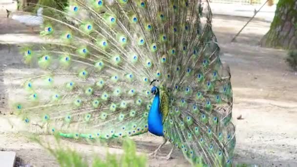 Påfågeln Stoltserar Med Sin Vibrerande Fjäderdräkt Sommarzoo Miljö Narcissism — Stockvideo
