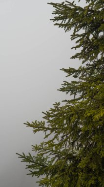 Yoğun sisle kaplanmış görkemli çam ağaçları dağ ormanlarında atmosferik bir manzara yaratıyor..