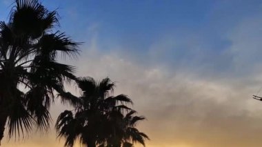 Canlı bir günbatımı sahili boyunca siluetli palmiyeler