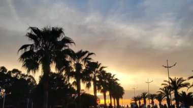 Canlı bir günbatımı sahili boyunca siluetli palmiyeler