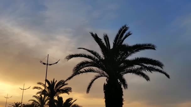 Silhouetted Palmy Tętniącym Życiem Tle Zachód Słońca Wzdłuż Tropikalnego Nabrzeża — Wideo stockowe