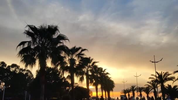 Silhouetted Palms Vibrant Sunset Backdrop Tropical Waterfront — Video Stock