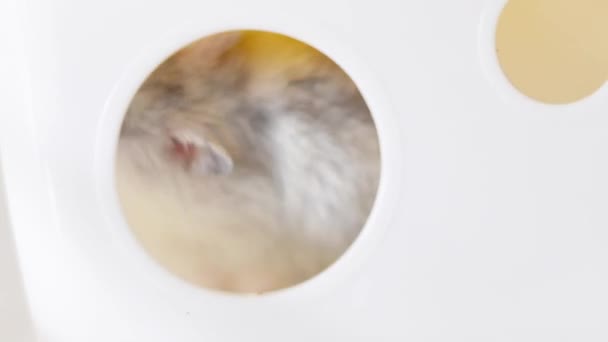 Hamster Kafesinde Yemek Yiyor Görünüyor — Stok video