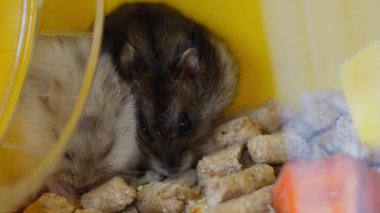 Hamster hevesle kafesinde yemek yiyor, aç görünüyor. Yüksek kalite 4k görüntü