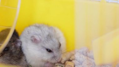 Hamster hevesle kafesinde yemek yiyor, aç görünüyor. Yüksek kalite 4k görüntü