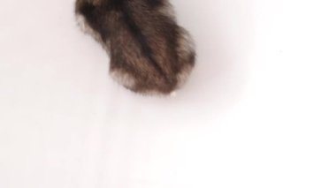 Hamster hevesle kafesinde yemek yiyor, aç görünüyor. Yüksek kalite 4k görüntü