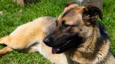 Hüzünlü bir ifadeyle büyük evsiz köpek sokaklarda yiyecek ve barınak arıyor.