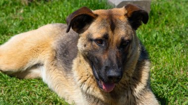 Hüzünlü bir ifadeyle büyük evsiz köpek sokaklarda yiyecek ve barınak arıyor.