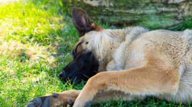 Üzgün bir ifadeyle kocaman evsiz bir köpek. Yüksek kalite fotoğraf