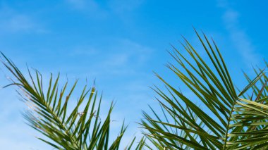 Tropikal palmiyeler, berrak mavi gökyüzünde sallanıyor, dingin bir cennetin özünü yakalıyor.