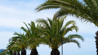 Tropikal palmiyeler, berrak mavi gökyüzünde sallanıyor, dingin bir cennetin özünü yakalıyor.