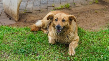 Kahverengi büyük köpek dışarıdaki yeşil çimlerin üzerinde yatıyor..