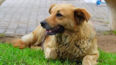 Büyük cins kahverengi köpek, sıcak hava nedeniyle derin nefes alıyor.