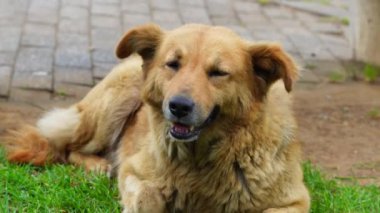 Büyük cins kahverengi köpek, sıcak hava nedeniyle derin nefes alıyor.
