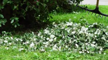 İşçiler bahçedeki çalıları kesiyor, yaprakları topluyor, bahçeyle uğraşıyor. 