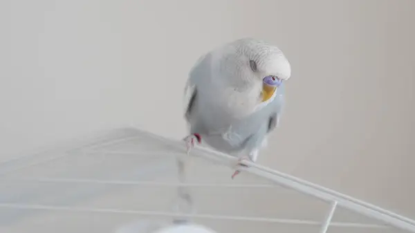 Stock image a portrait of t blue parrot perched at home, showcasing its colorful feathers and charm