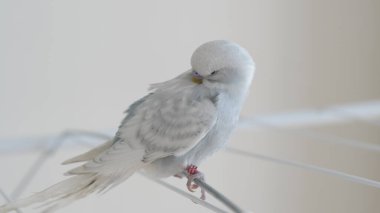 Eve tünemiş mavi papağan portresi renkli tüylerini ve cazibesini sergiliyor.