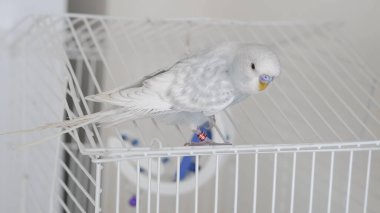 Eve tünemiş mavi papağan portresi renkli tüylerini ve cazibesini sergiliyor.