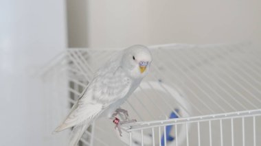 Eve tünemiş mavi papağan portresi renkli tüylerini ve cazibesini sergiliyor.